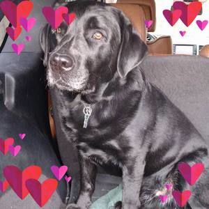 Meet your Posher, Peter